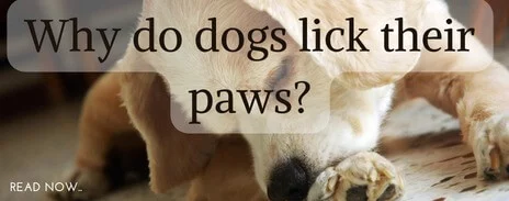 why a dog licks paws