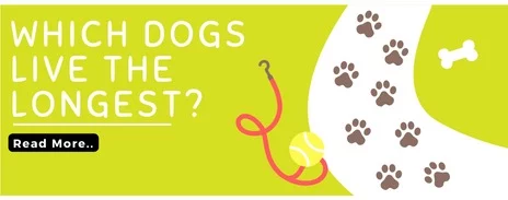 Which dogs live the longest?