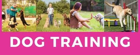 Dog Training