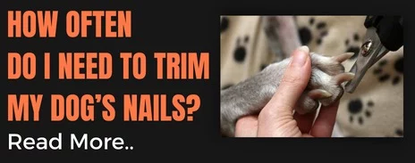 how often dog nail trim