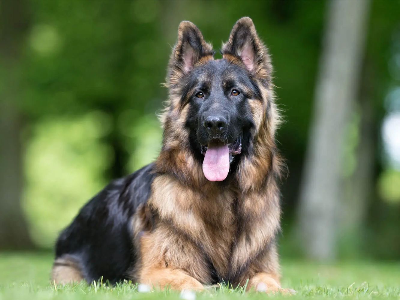 Dogs that look like German Shepherds - dogs1000.com