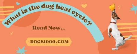 dogs heat cycle