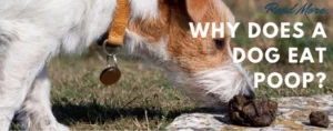 why dog eat poop