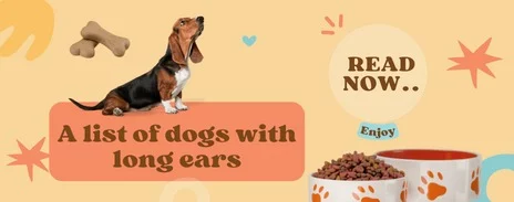 A list of dogs with long ears