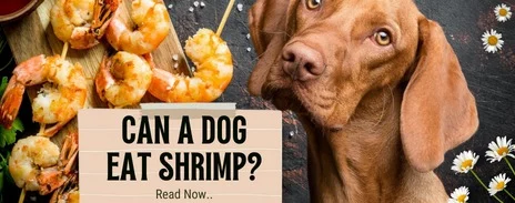 can dog eat shrimp