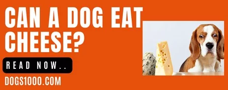 can dog eat cheese